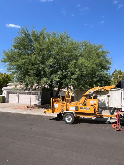 Tree trimming before and after