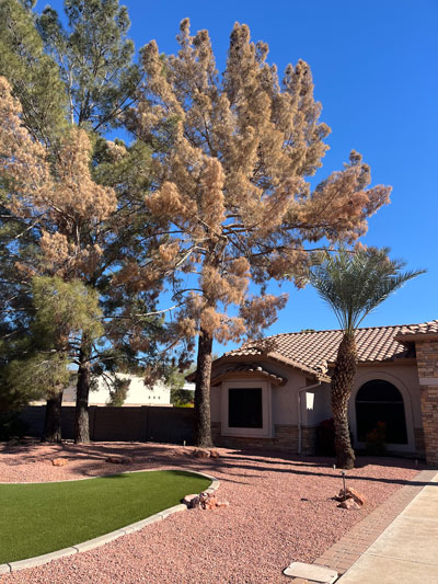 Before and after tree work